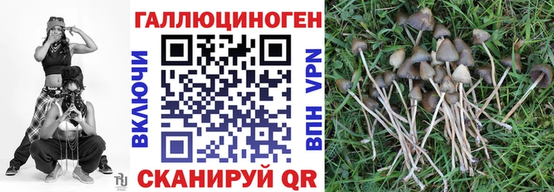 купить наркоту  Старая Русса  Псилоцибиновые грибы GOLDEN TEACHER 